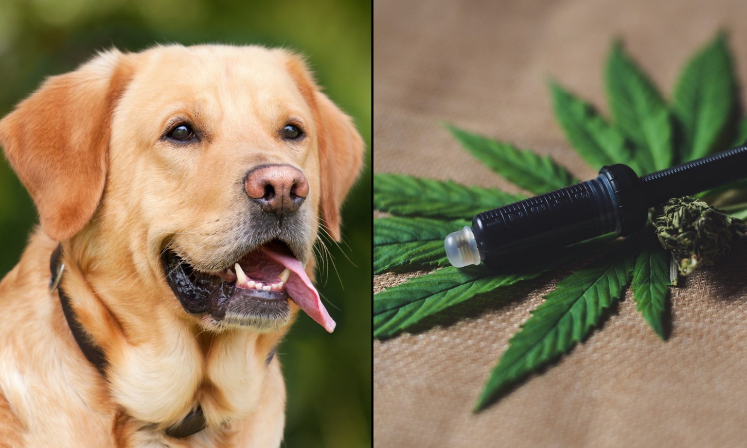 CBD IS NOW AN OPTION FOR PETS