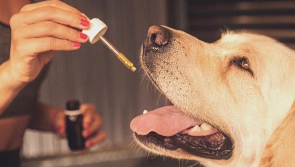 5 REASONS TO GIVE YOUR DOG CBD